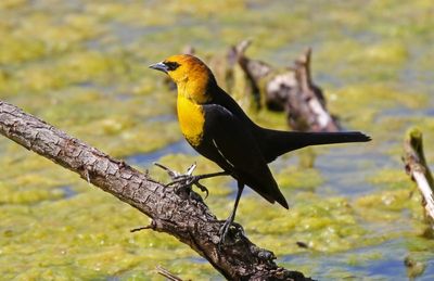 Yellow-headed Blackbird 2024-04-29