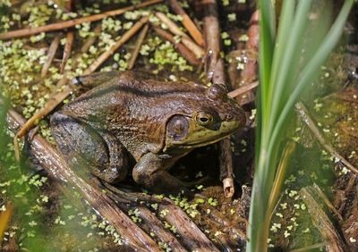 American Bullfrog 2024-05-14