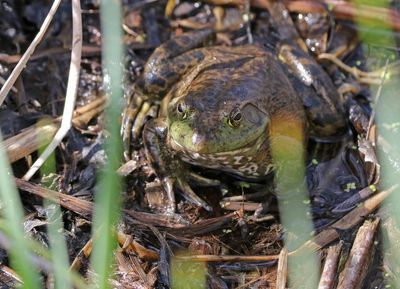 American Bullfrog 2024-05-14