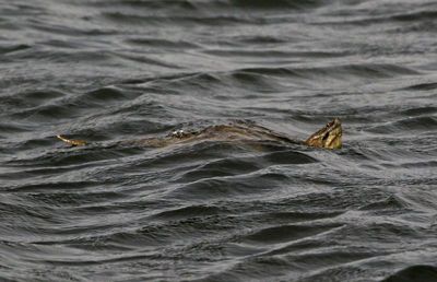Eastern Snapping Turtle 2024-05-05