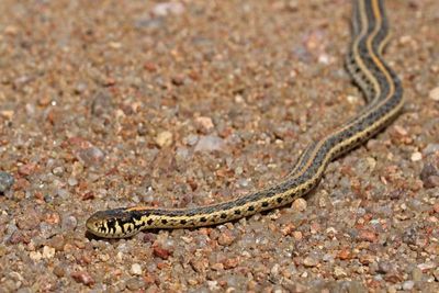 Plains Garter Snake 2024-03-30