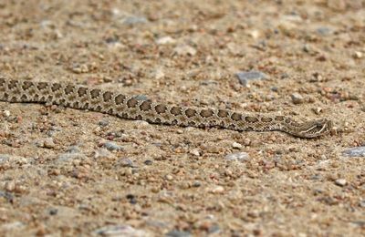 Prairie Rattlesnake 2024-05-05