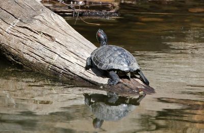Red-eared Slider 2024-04-21