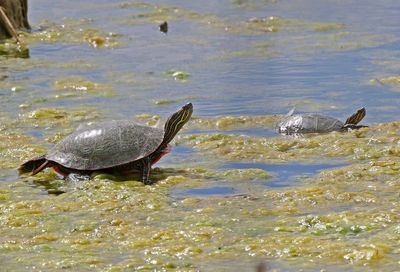 Western Painted Turtle 2024-04-22