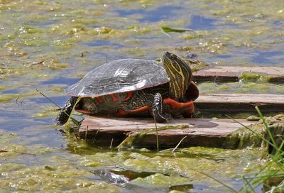 Western Painted Turtle 2024-04-22