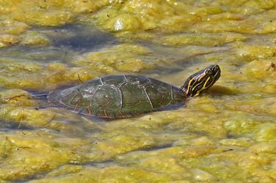 Western Painted Turtle 2024-04-29