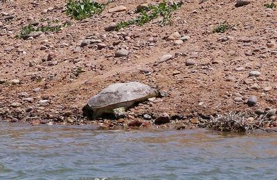 Western Spiny Softshell 2024-05-05