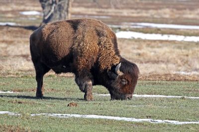 American Bison 2024-03-18