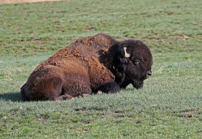 American Bison 2024-04-23