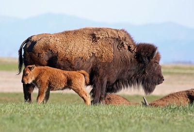 American Bison 2024-05-08