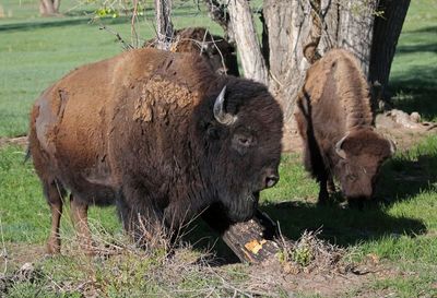 American Bison 2024-05-08
