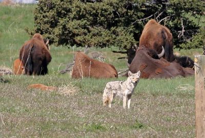 Coyote 2024-05-14