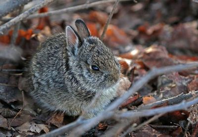 Eastern Cottontail 2024-04-09