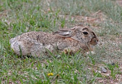 Eastern Cottontail 2024-04-17