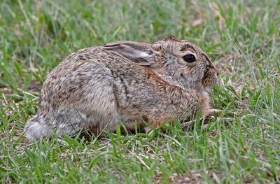Eastern Cottontail 2024-04-17
