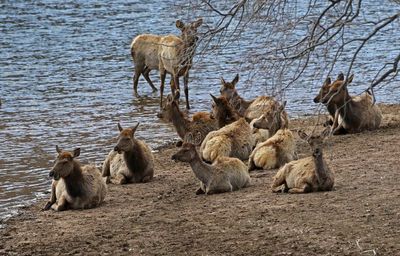 Elk 2024-04-10