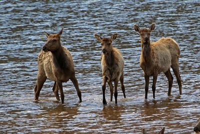 Elk 2024-04-10