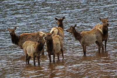 Elk 2024-04-10