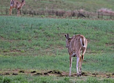 White-tailed Deer 2024-04-23