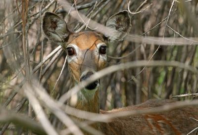 White-tailed Deer 2024-05-20