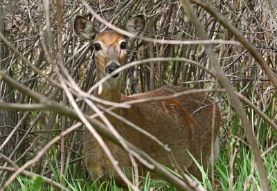 White-tailed Deer 2024-05-20