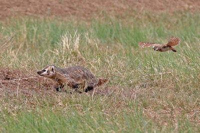 American Badger and Burrowing Owl 2024-06-10