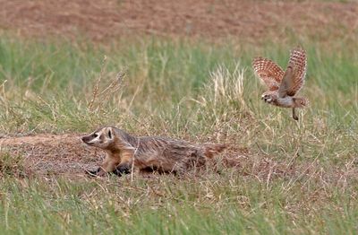 American Badger and Burrowing Owl 2024-06-10