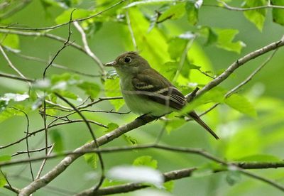 Acadian Flycatcher 2024-05-29