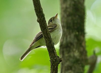 Acadian Flycatcher 2024-05-29