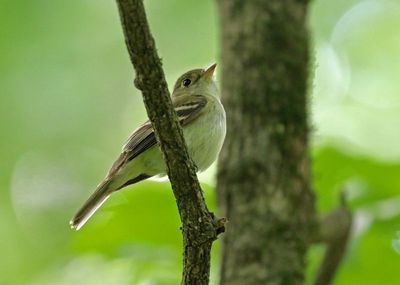 Acadian Flycatcher 2024-05-29
