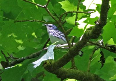 Cerulean Warbler 2024-05-29