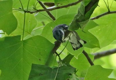 Cerulean Warbler 2024-05-29