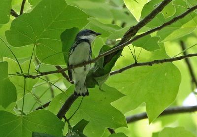 Cerulean Warbler 2024-05-29