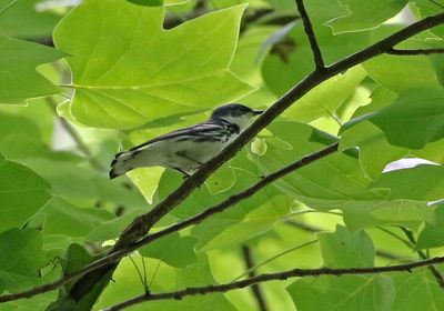 Cerulean Warbler 2024-05-29