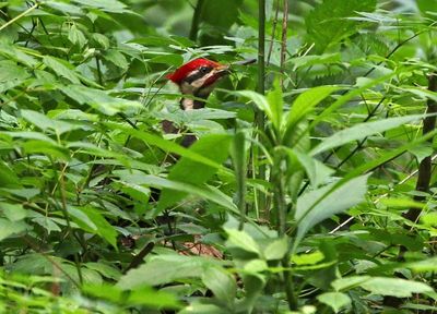 Pileated Woodpecker 2024-05-29
