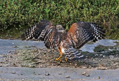 Red-shouldered Hawk 2024-05-29