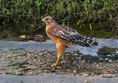 Red-shouldered Hawk 2024-05-29