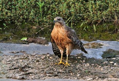 Red-shouldered Hawk 2024-05-29