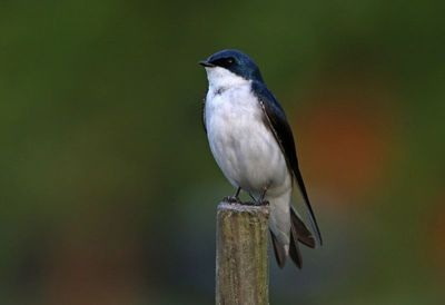 Tree Swallow 2024-05-29