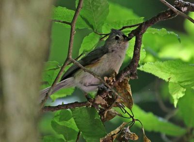 Tufted Titmouse 2024-05-29
