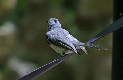 Tufted Titmouse 2024-05-29