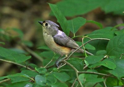 Tufted Titmouse 2024-05-29