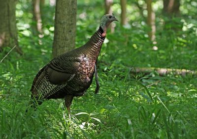 Wild Turkey 2024-05-29