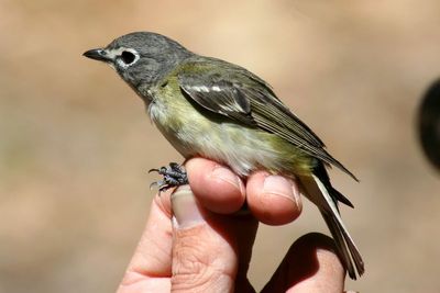 2006 Bird Photos
