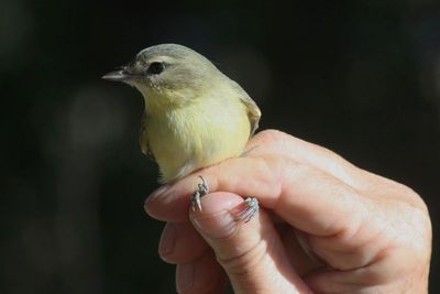 2010 Bird Photos