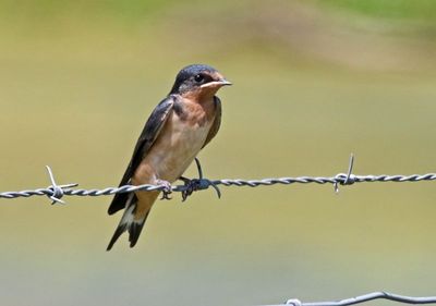Barn Swallow 2024-06-03