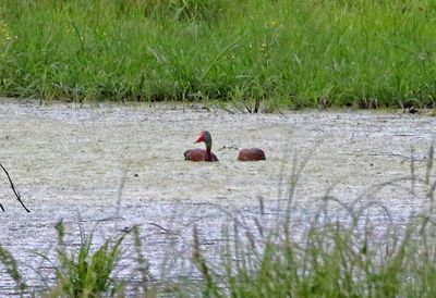 Black-bellied Whistling-Duck 2024-06-03