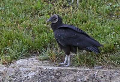 Black Vulture 2024-05-30