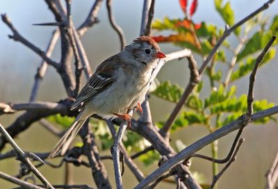 Field Sparrow 2024-05-30