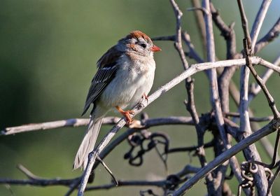 Field Sparrow 2024-05-30